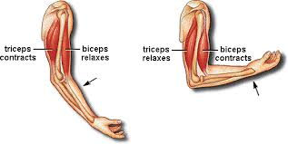 otot biceps triceps
